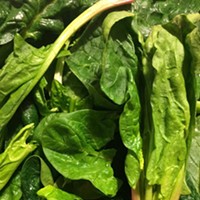 Overwintered Spinach is the Fleshy Meat of Vegetables