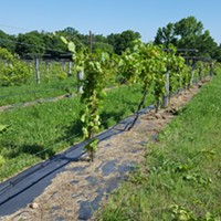 Elizabeth Anne Dover Brings a Vineyard to NASCAR Country