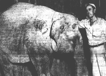 Question the Queen City: When an elephant roamed Charlotte
