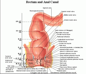 does anal sex good