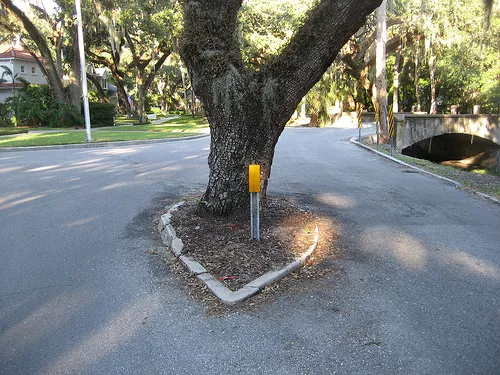 A bifurcated road and tree.