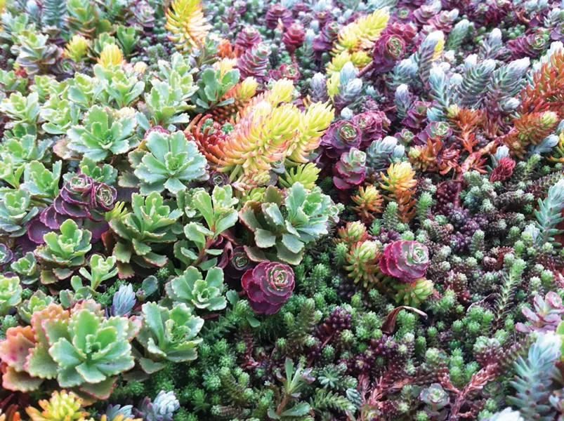 A close-up of the green roof installed at the Mohonk Preserve Visitor’s Center in Gardiner by Aurora Landscape Design.