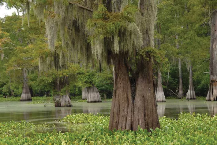 A still from Jon Bowermaster's "SoLA: Louisiana Water Stories"