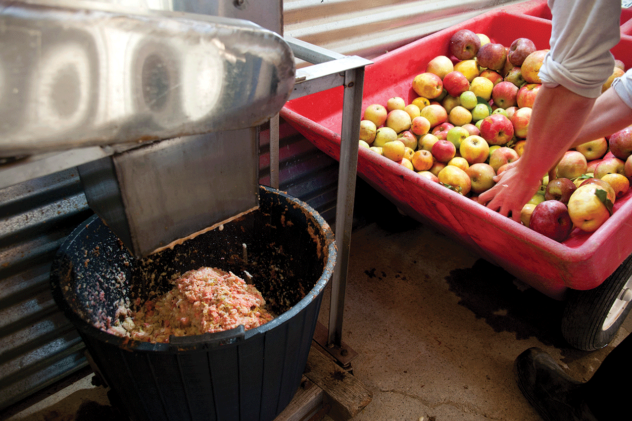 Adam Fincke at the Montgomery Place orchards in Annandale loads the apple shredder. - ROY GUMPEL