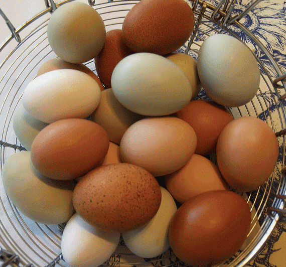 384acfa4_eggs_2.5wide.gif