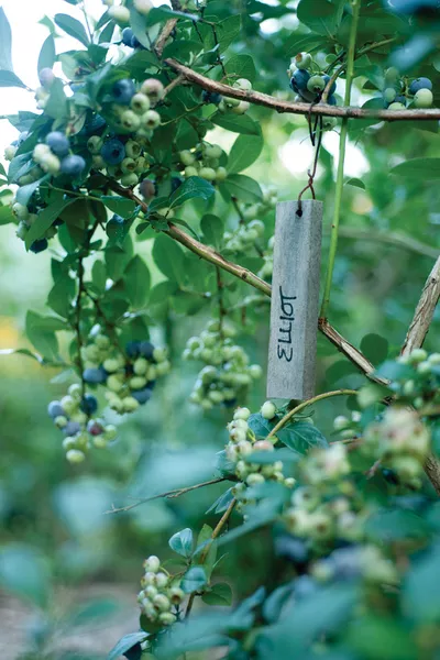 Blueberries are native to the East Coast and up to 25 year old plants thrive in Lee Reich’s garden. - JENNIFER MAY