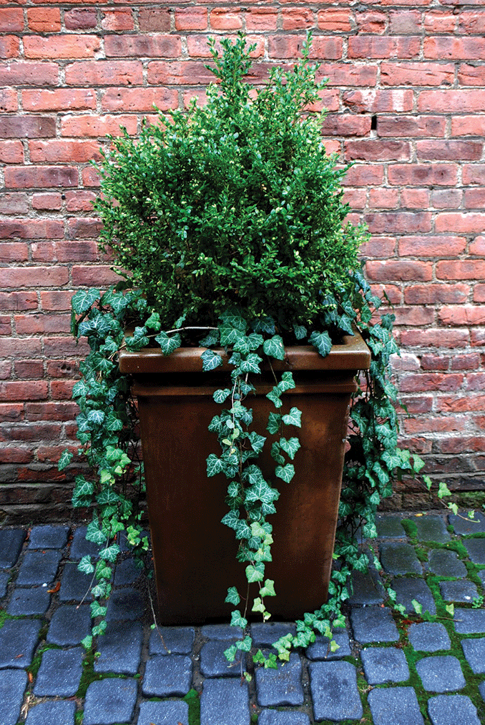 Boxwood and English ivy may overwinter in a pot if protected from frigid winds. - LARRY DECKER