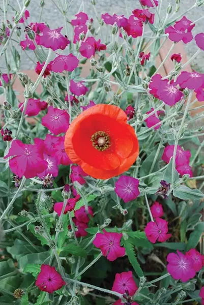 Bright orange poppy amidst rose campion flowers.