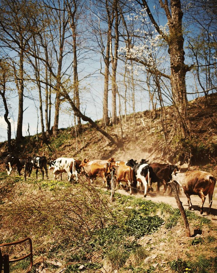 Bumble, Pipsqueak, Lucky Charm, Jellybean, Pasta, and the rest of the herd headed out to pasture.