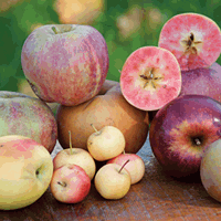 Ciders of the Hudson Valley  Roy Gumpel