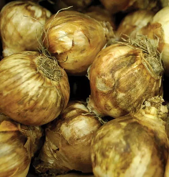 Daffodil bulbs (above) are much less palatable to critters than hybrid tulip bulbs (below). - LARRY DECKER
