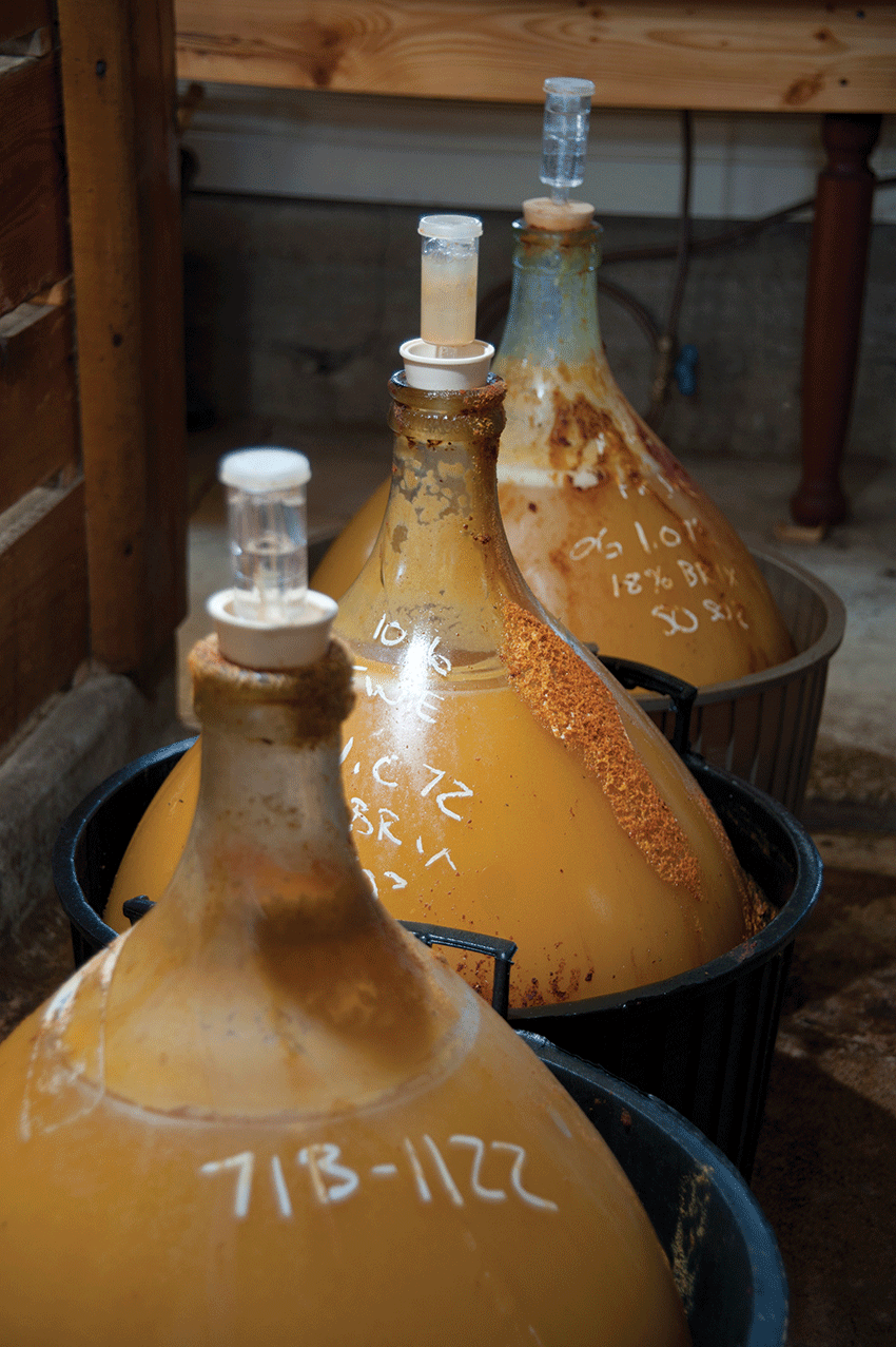 Fermenting demijohns of Annandale Atomic Hard Cider. - ROY GUMPEL