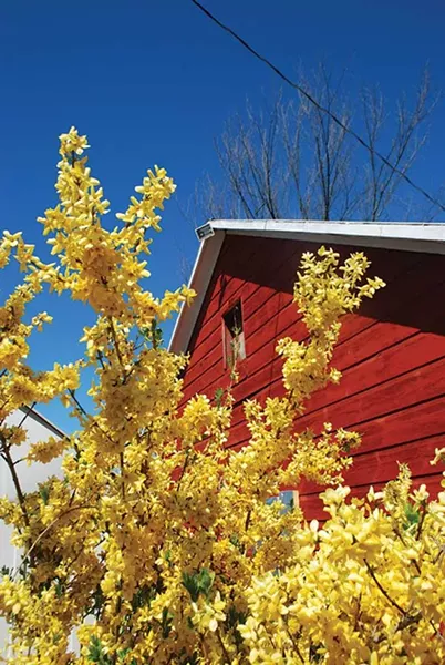 Forsythia is named for a Scottish horticulturist William Forsyth. - LARRY DECKER