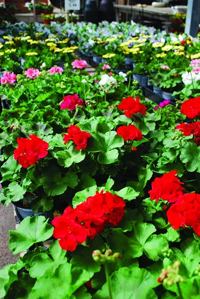 Good growers keep their geraniums and other annuals pinched and compact. - LARRY DECKER
