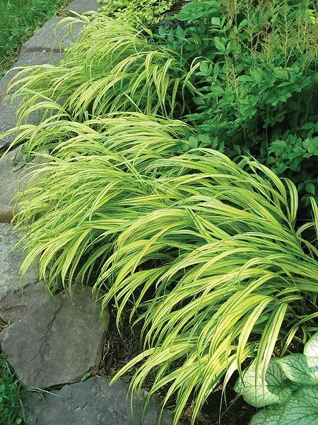 Hakonechloa grass lights up the shade - LARRY DECKER