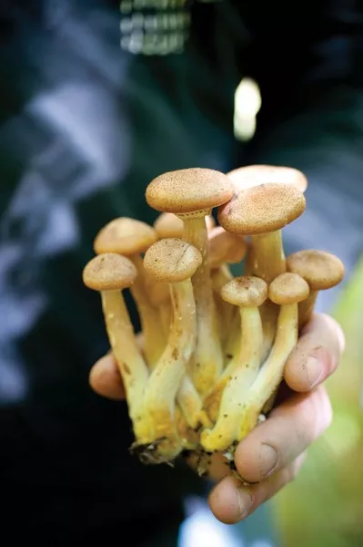 Honey mushrooms aka Armillaria mellea - JENNIFER MAY