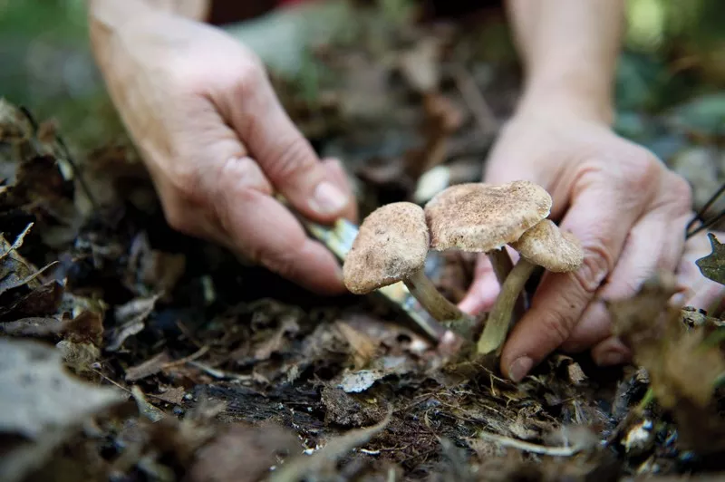 Honey mushrooms aka Armillaria mellea. - JENNIFER MAY