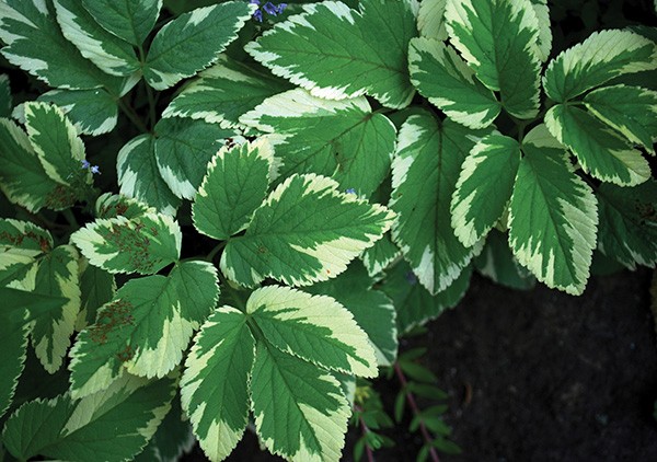 Variegation The Spice Of Plant Life Gardening Hudson Valley