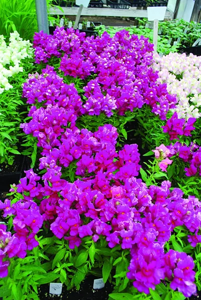 Look for uniform size and vigor across the packs of annuals. - LARRY DECKER