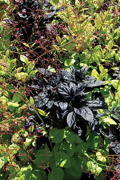 More foliage play, with chartreuse and black. - LARRY DECKER