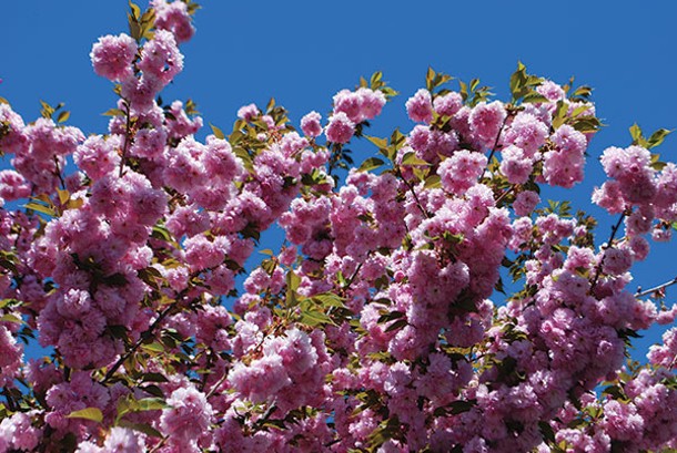 Most ornamental cherry trees, especially double-flowered varieties, are low on the - allergenic scale. - LARRY DECKER