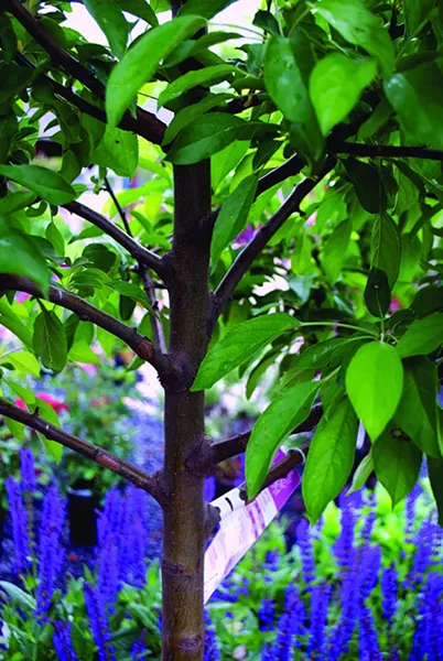 Most trees should have one strong central leader, and all trees should have well-balanced - branching. - LARRY DECKER