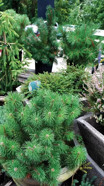 Mugho pines and other “dwarf” conifers can get embarrassingly large, the author found.