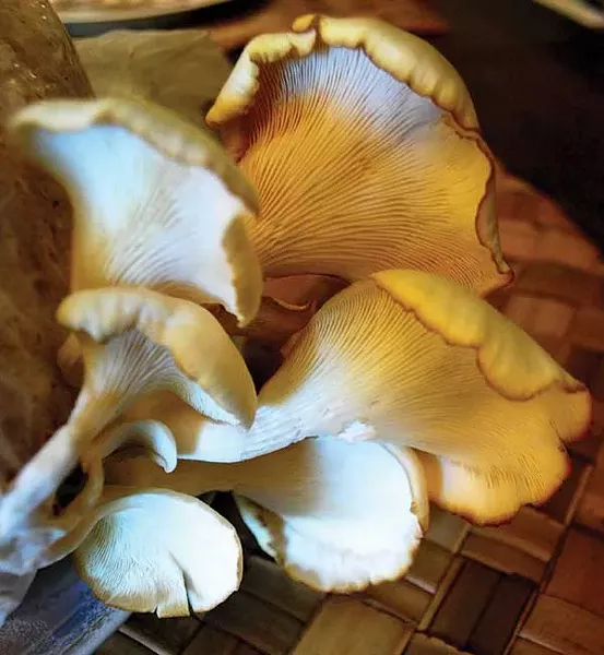 Oyster mushrooms growing from a mail-order kit.