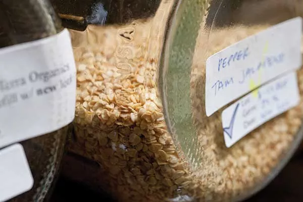 Pepper seeds in jars. - ROY GUMPEL