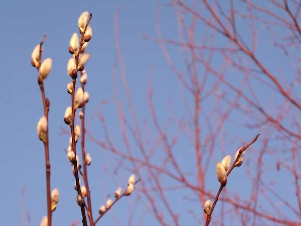Pussy willow trees in March.