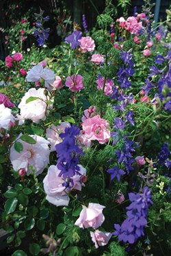 Roses supporting purple delphiniums.