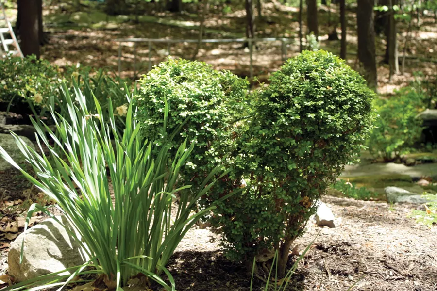 Sculpted shrubbery by Keith Buesing - JULIET R. HARRISON PHOTOGRAPHY