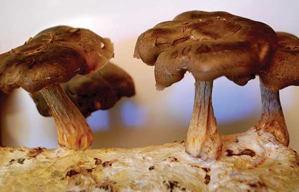 Shiitake mushrooms growing from a mail-order kit.