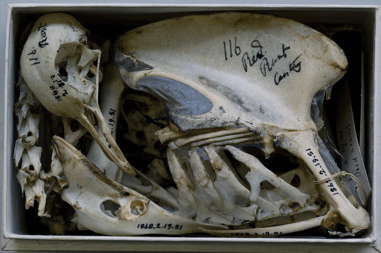 Skeleton of a pigeon studied by Charles Darwin, Natural History Museum at Tring, Hertfordshire, England, 2010.