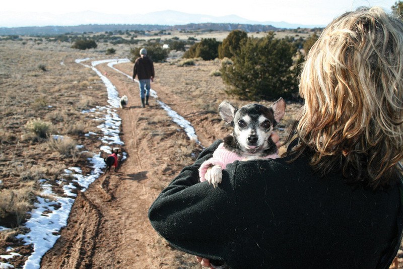 Steven Kotler and Joy Nicholson walking near Rancho de Chihuahua in Chimayo, New Mexico with Damien, Blue, and Apple. - THADDEUS  KOSTRUBALA