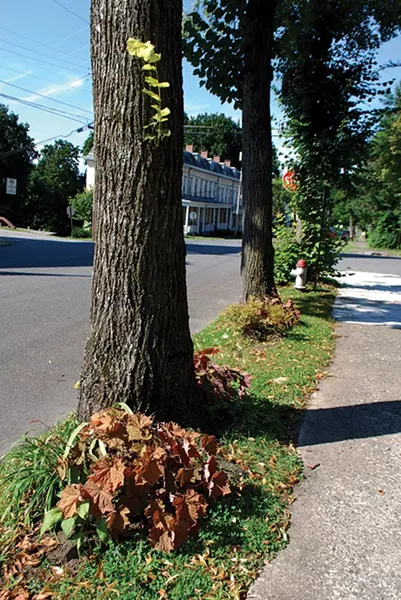 Street trees vary in their ability to adapt to limited root space. When this homeowner waters the perennials that he or she planted in the tree lawn, the street trees benefit greatly - LARRY DECKER