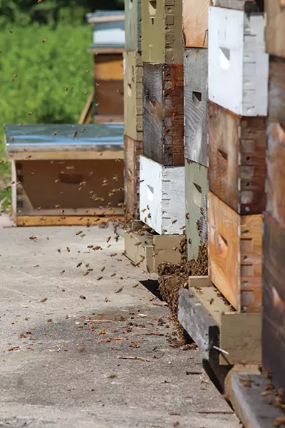 The bee yard at Hudson Valley Bee Supply. - PETER BARRETT