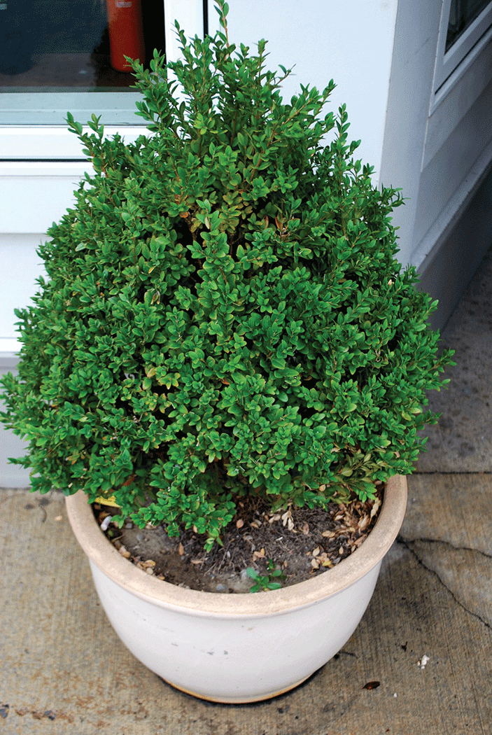 The slow-growing boxwood (above) will need repotting less often than the fast-growing hydrangea. - LARRY DECKER