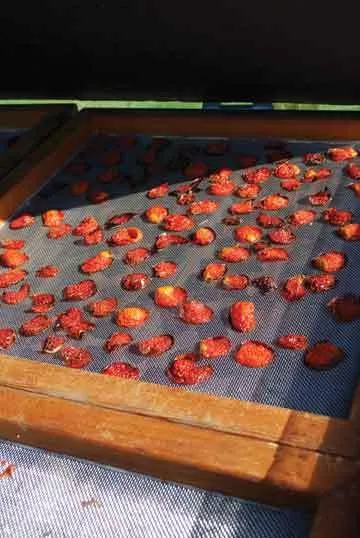 Tomatoes in the solar dryer at Hudson Valley Seed Library. - LARRY DECKER