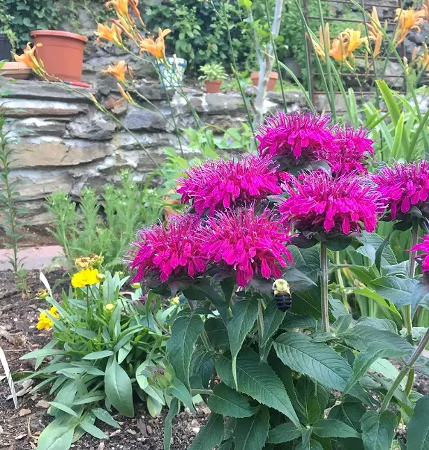 Monarda, or bee balm, planted in a garden