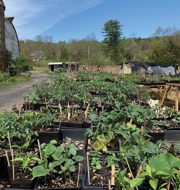 Plants ordered from Clove Valley CSA’s new online store packed for curbside pickup at the farm in High Falls.
