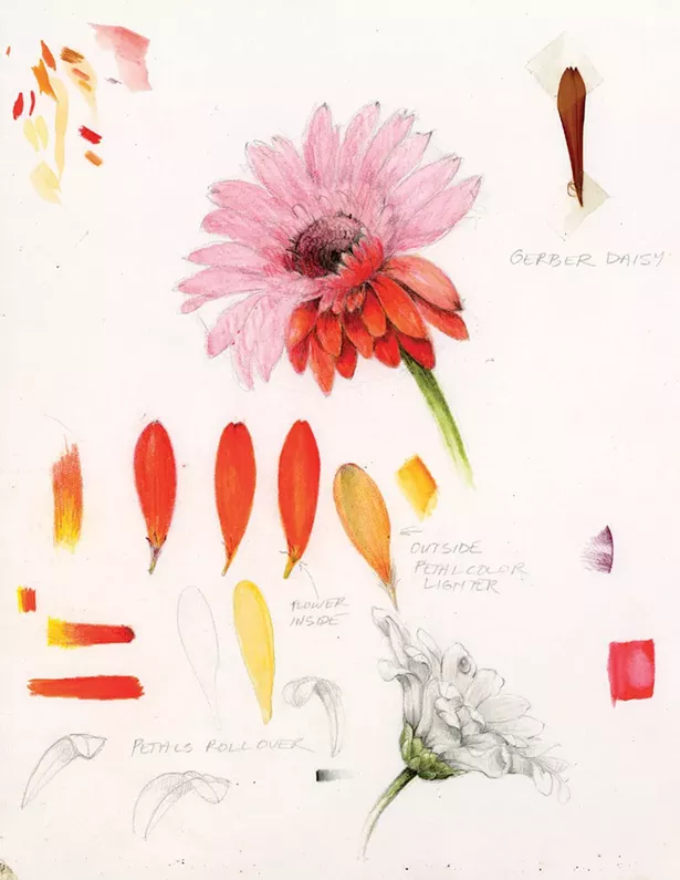 Illustration from Wendy Hollender's The Joy of Botanical Drawing.