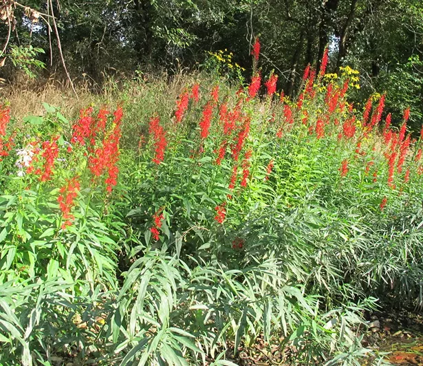 lobelia_cardinalis.jpg