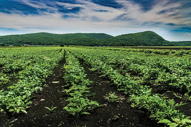 Black Dirt Farm in Warwick - PHOTO BY BRIAN KASTAN