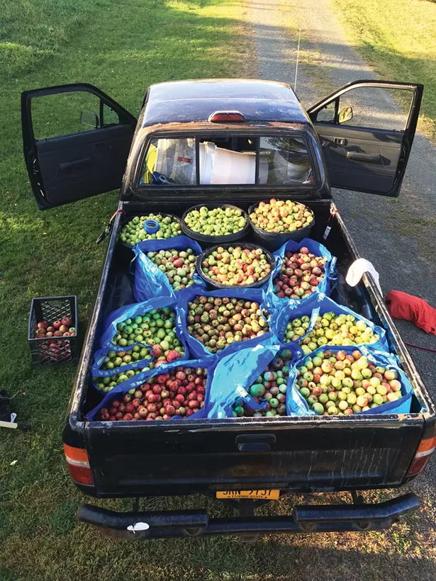 A pickup truck’s worth of apples foraged by Tim Graham - and Anna Rosencranz of Left Bank Cider.