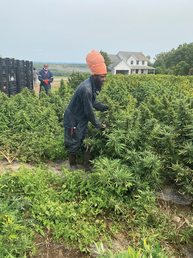 Michael Hart, Hempire State Growers' cannabis specialist, overseeing the hemp harvest on Hempire's farm in Ulster County.