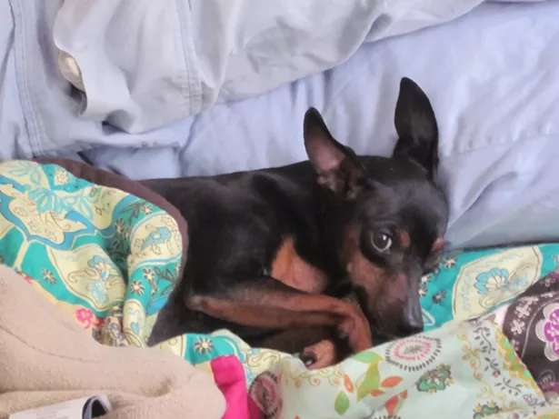 Lily, Karen Angel's miniature pinscher.