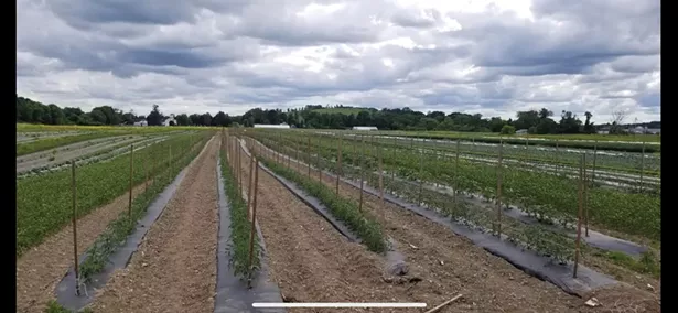 Holly Brittain, co-owner of Rose Hill Farm in Red Hook, worries - about losing an entire apple crop due to unnaturally warm late - winter temperatures that could induce trees into budding too early.