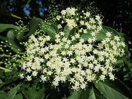 Black elderberry (Sambucus canadensis) has tiny white flowers that appear  in June, giving way to black elderberry fruits in late summer.