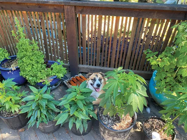 It will be at least a year until New Yorkers can relax among their pot plants like this St. Bernard-Husky mix in British Columbia, where home grow is legal.